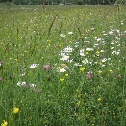 Margaritenwiese © Wildland-Stiftung Bayern