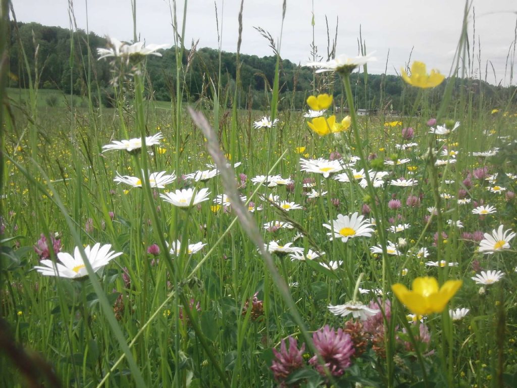 © Wildland-Stiftung Bayern
