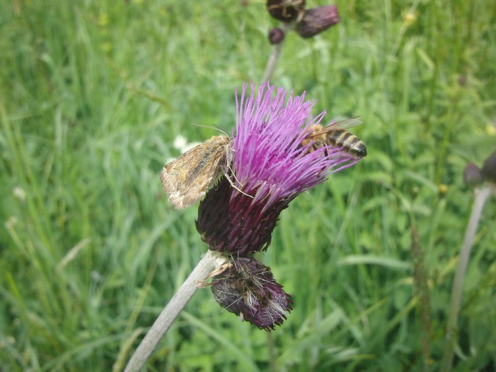 Insekten an Distel © Wildland-Stiftung Bayern