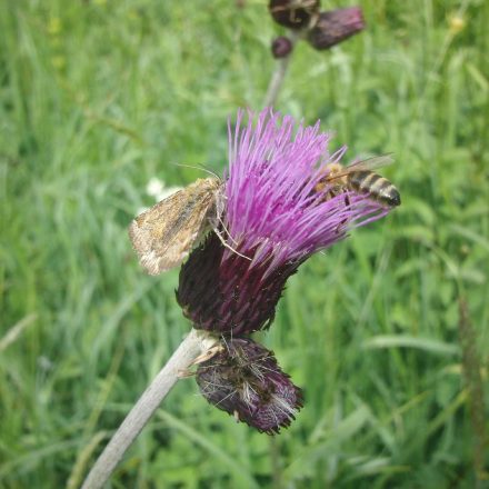 Insekten an Distel © Wildland-Stiftung Bayern