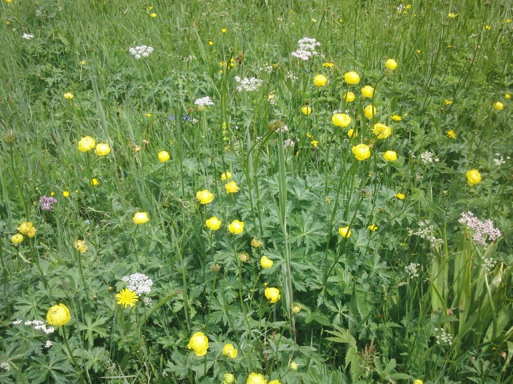 © Wildland-Stiftung Bayern