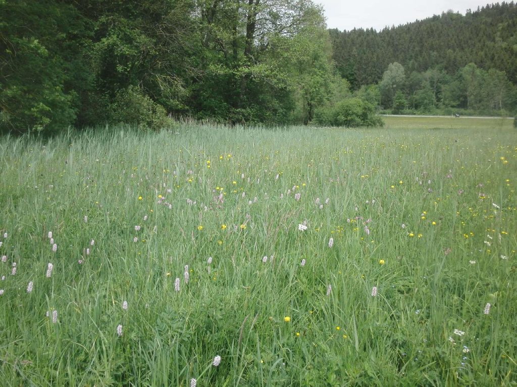 © Wildland-Stiftung Bayern