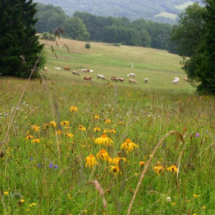 Arnika © Wildland-Stiftung Bayern