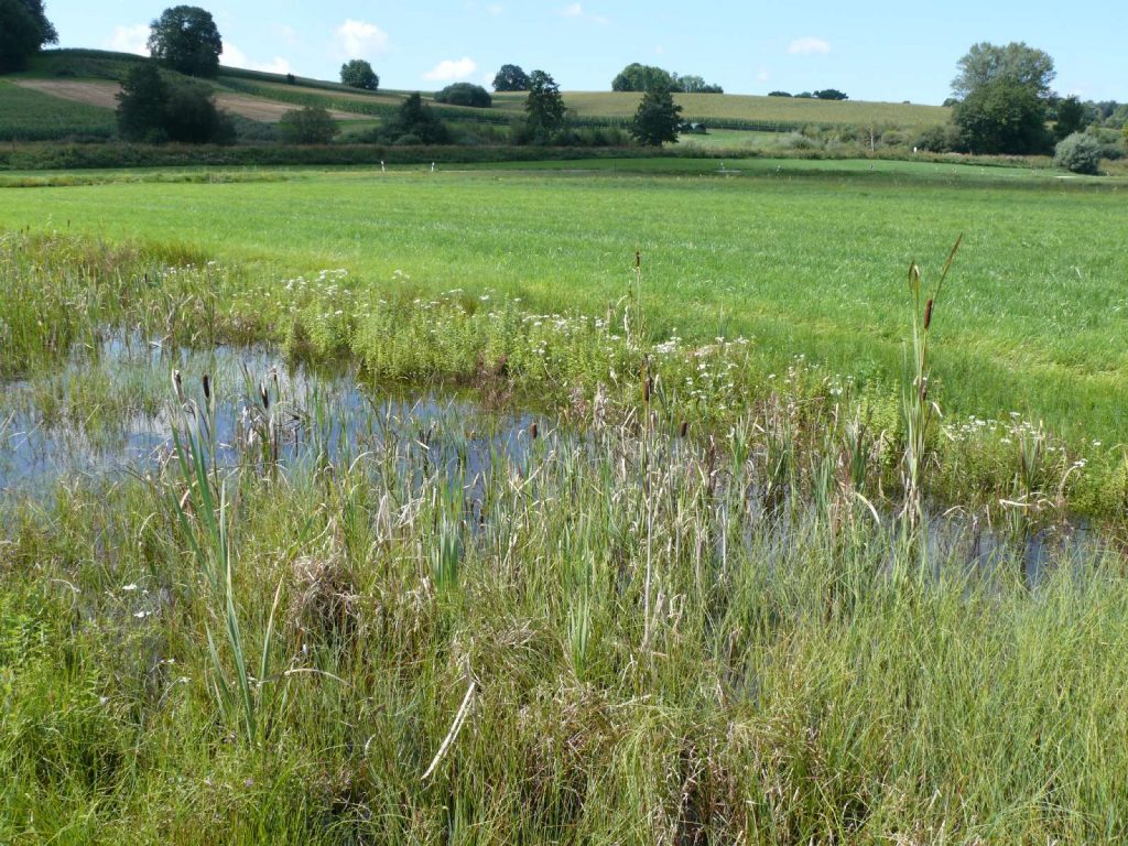 © Wildland-Stiftung Bayern