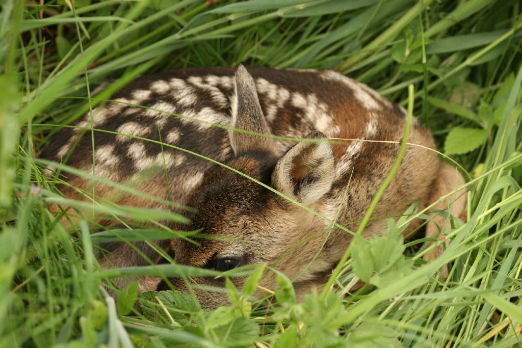 Rehkitz geduckt in der Wiese © A. Brillen/Piclease