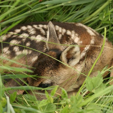 Rehkitz geduckt in der Wiese © A. Brillen/Piclease