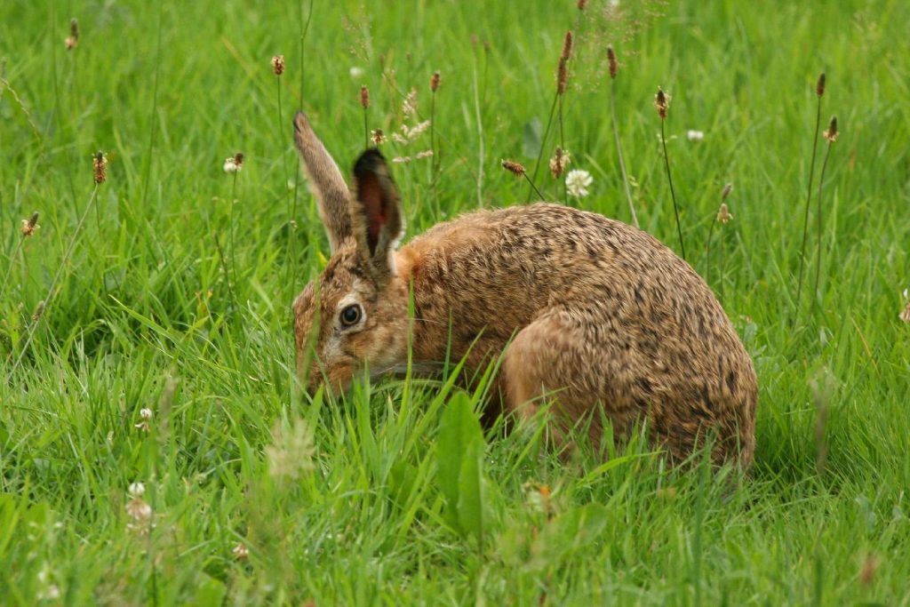 Feldhase©A. Brillen/piclease