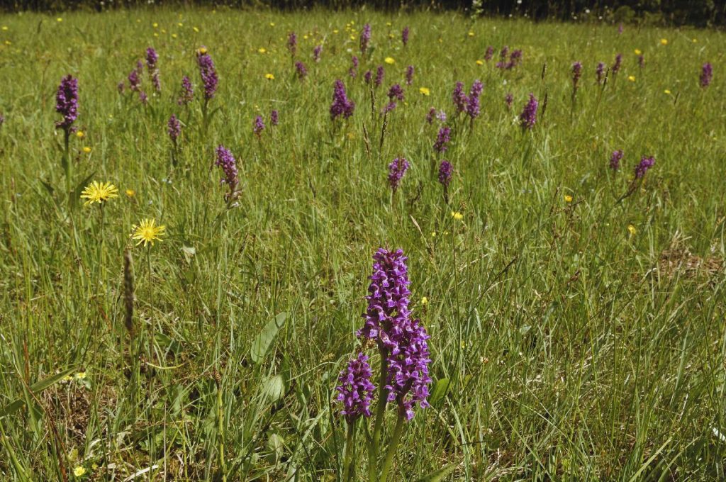 Orchideenwiese © Wildland-Stiftung Bayern