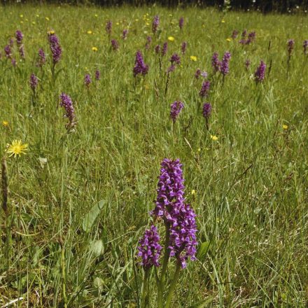 Orchideenwiese © Wildland-Stiftung Bayern