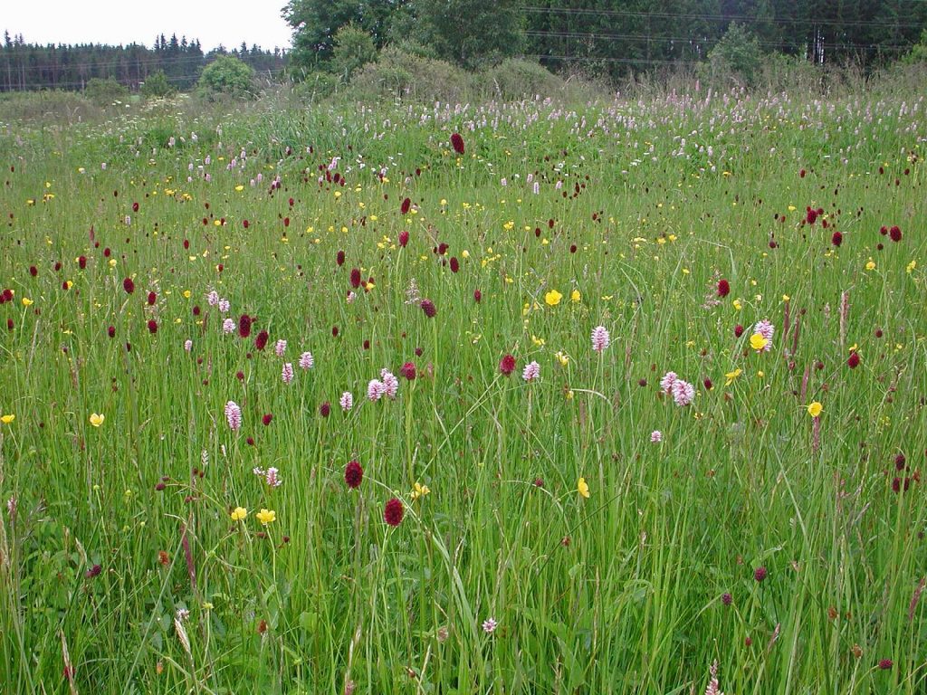 Artenvielfalt in der Wiese © Wildland-Stiftung Bayern