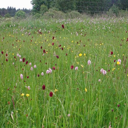 Artenvielfalt in der Wiese © Wildland-Stiftung Bayern