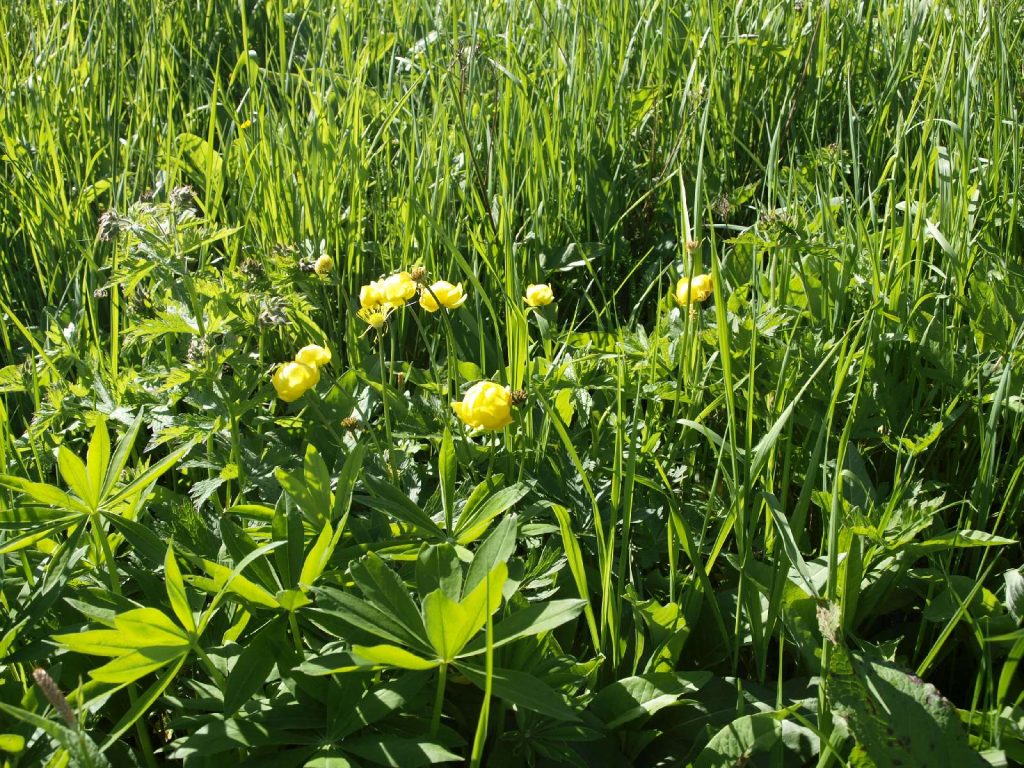 © Wildland-Stiftung Bayern