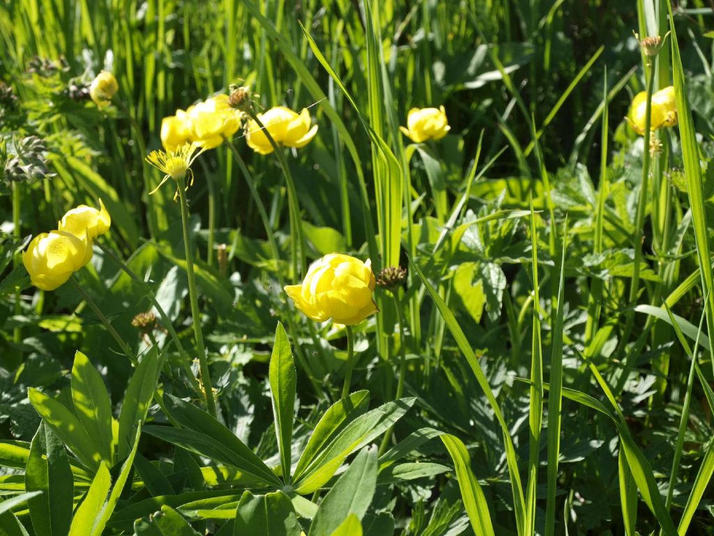 © Wildland-Stiftung Bayern