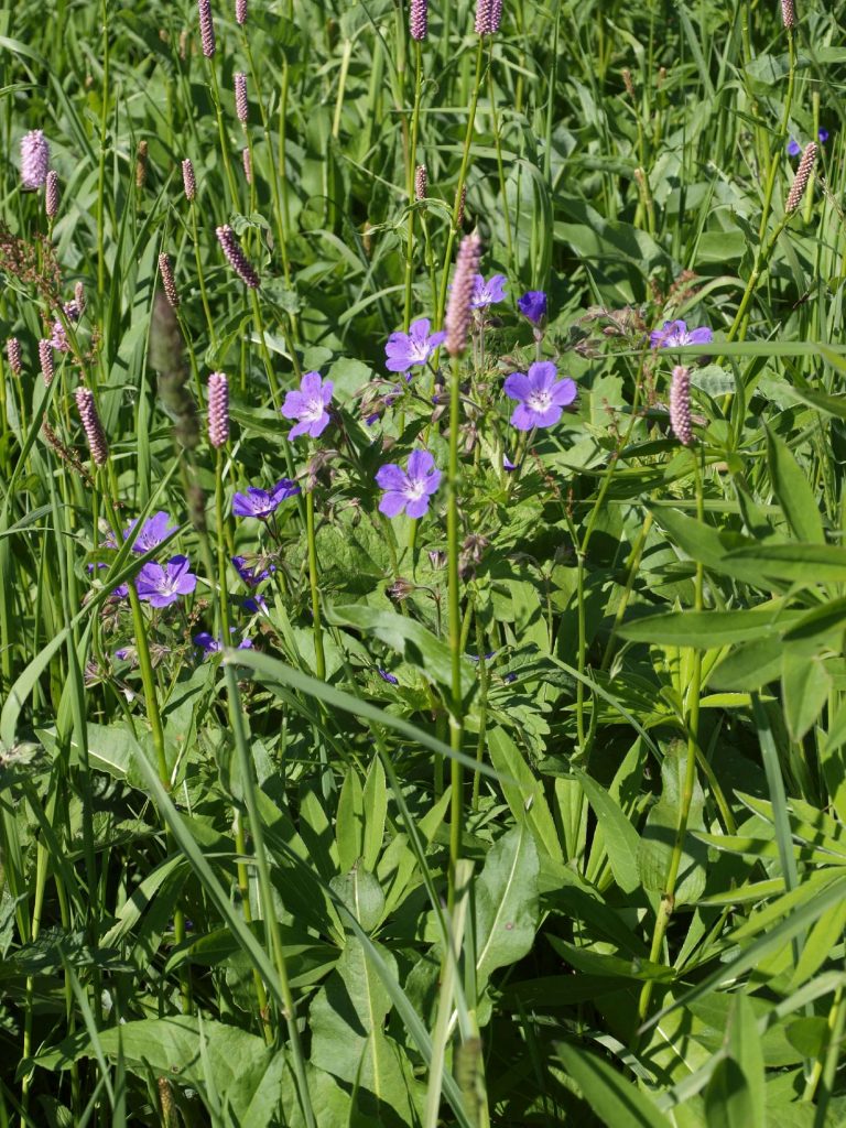 Storchschnabel © Wildland-Stiftung Bayern
