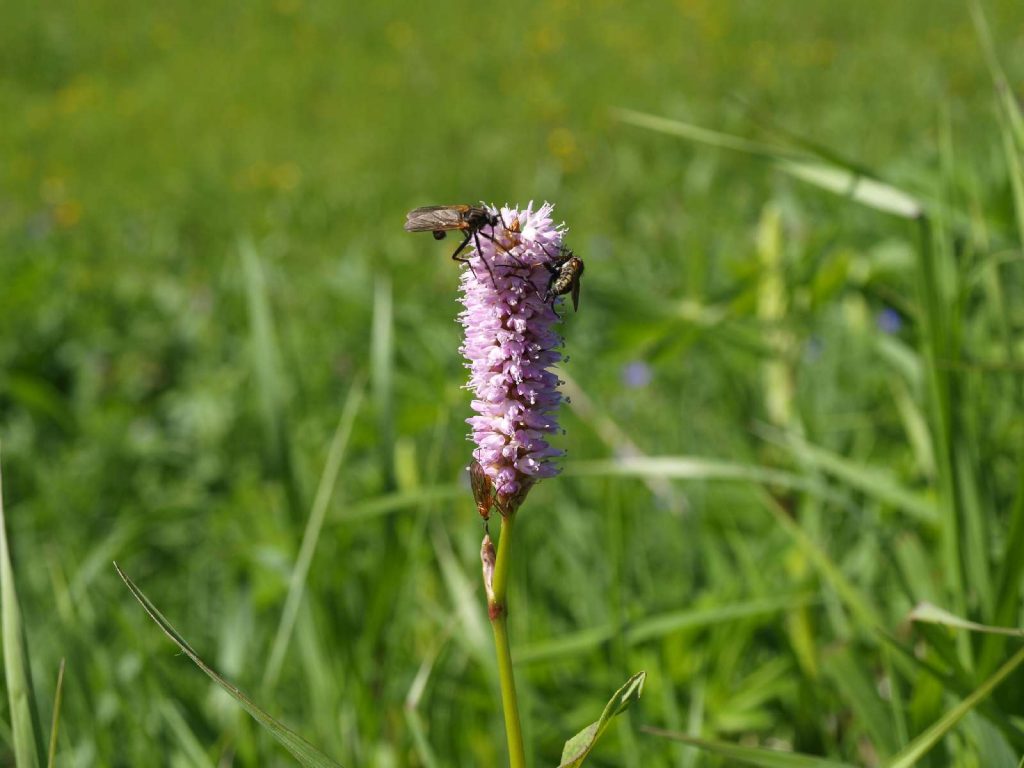 Wiesenknöterich © Wildland-Stiftung Bayern