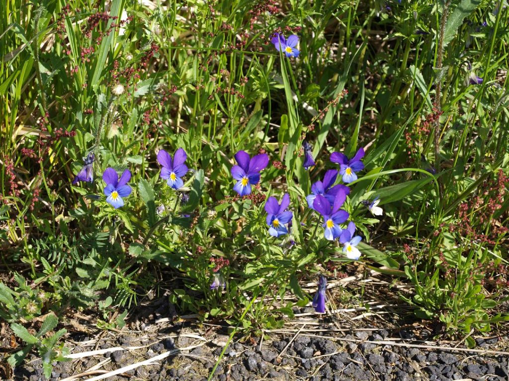 © Wildland-Stiftung Bayern