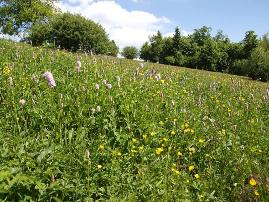 artenreiche Bergwiese © Wildland-Stiftung Bayern