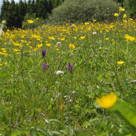 Orchideenwiese © Wildland-Stiftung Bayern