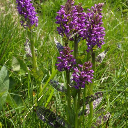 Knabenkräuter © Wildland-Stiftung Bayern