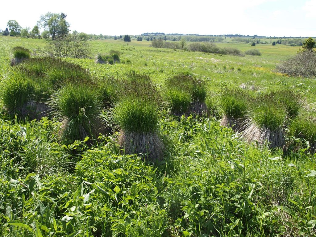 © Wildland-Stiftung Bayern