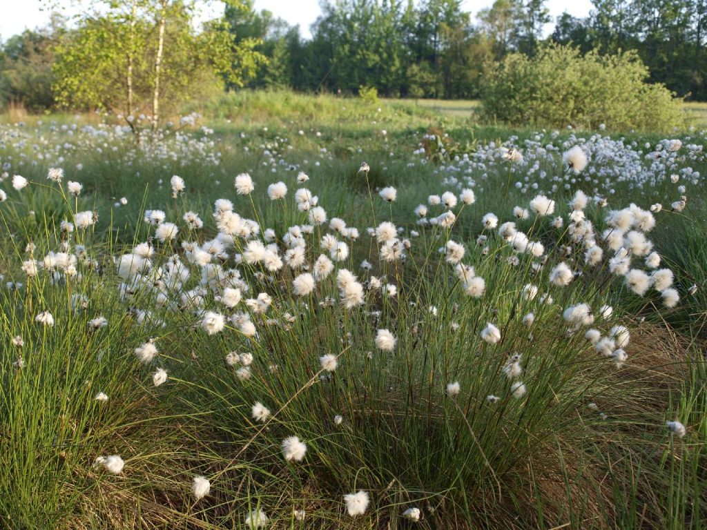 Wollgras © Wildland-Stiftung Bayern