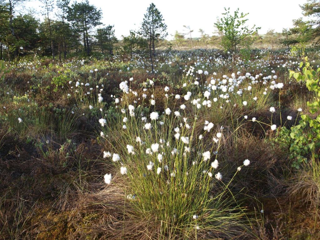 Wollgras im Schwarzen Moor © Wildland-Stiftung Bayern