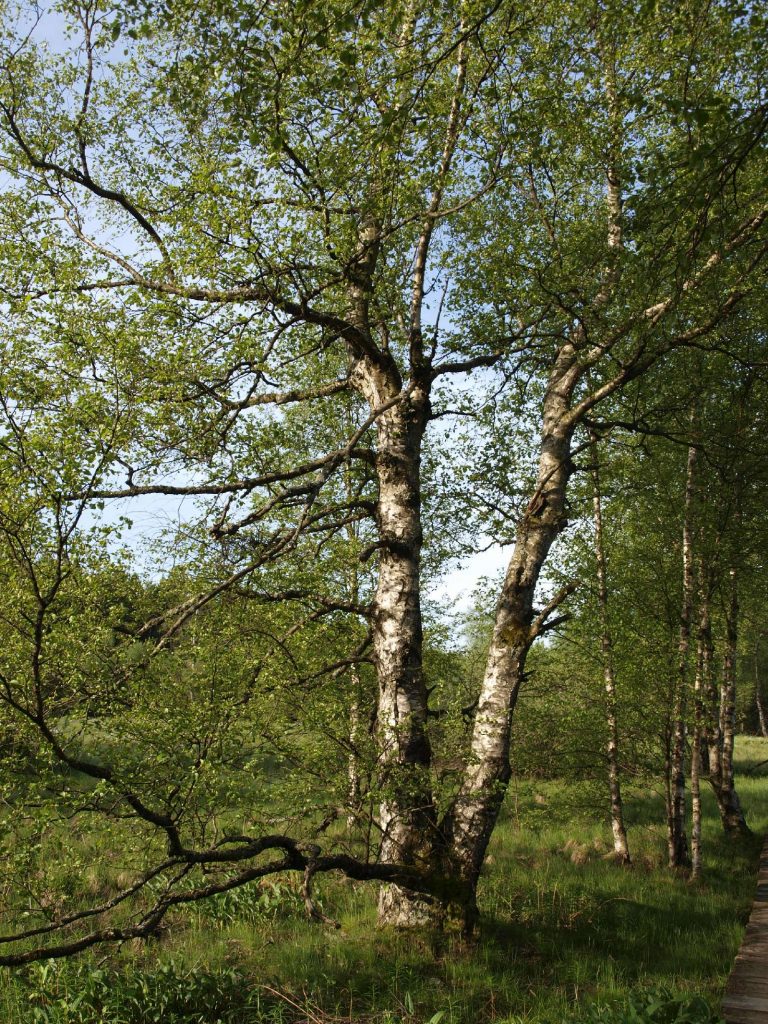 © Wildland-Stiftung Bayern