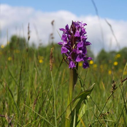 Orchideenwiese © Wildland-Stiftung Bayern