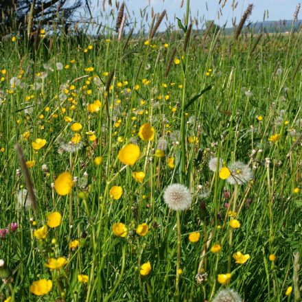 Artenreiche Extensivwiesen ©Wildland-Stiftung Bayern