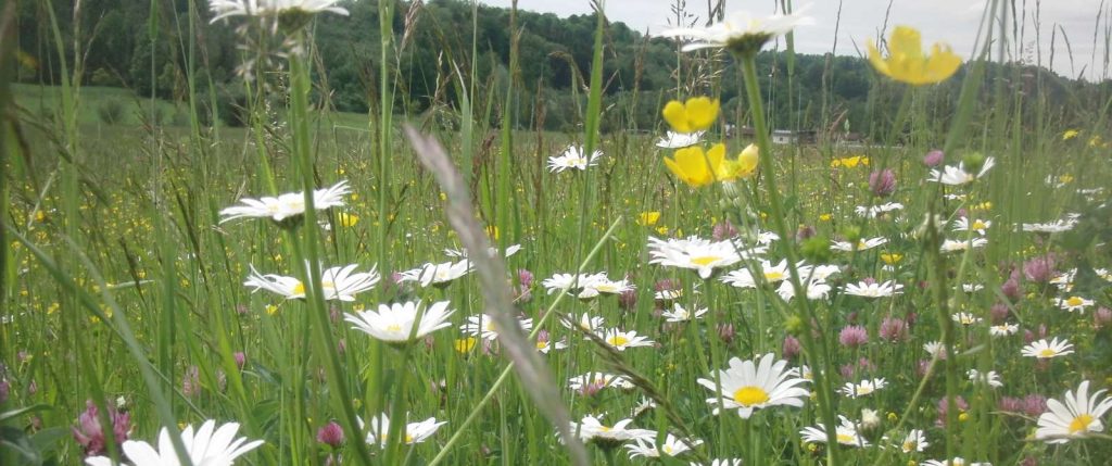 Wiese Günztal ©Wildland-Stiftung Bayern