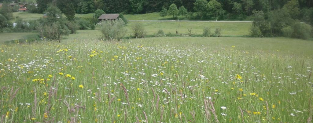 Lebensraum Wiese ©Wildland-Stiftung Bayern