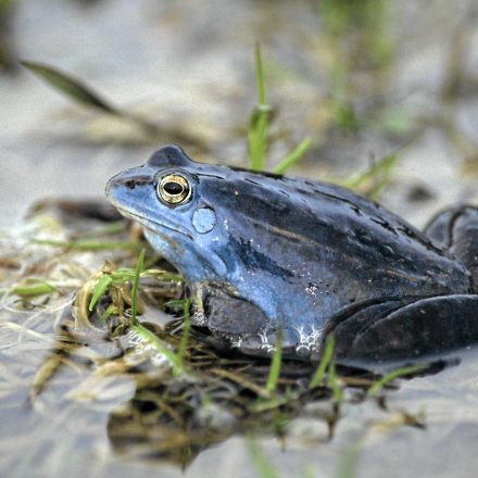 Moorfrosch©W-Gailberger/piclease
