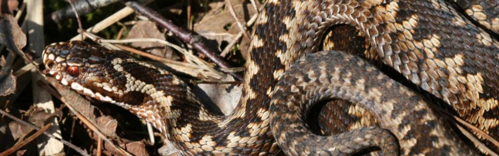 Kreuzotter © M. Müller/Piclease