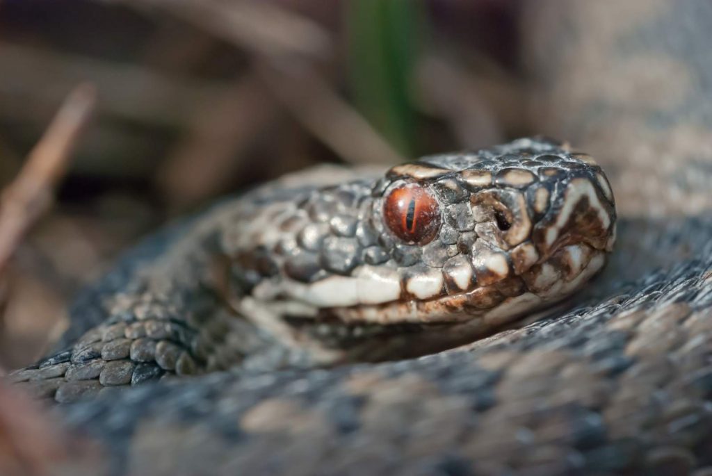 Kreuzotter © C. Martin/piclease