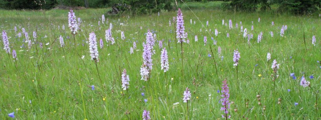 Magerwiese © G. Schmidt