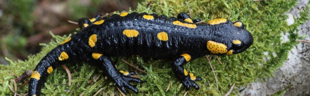 Feuersalamander ©W. Gailberger