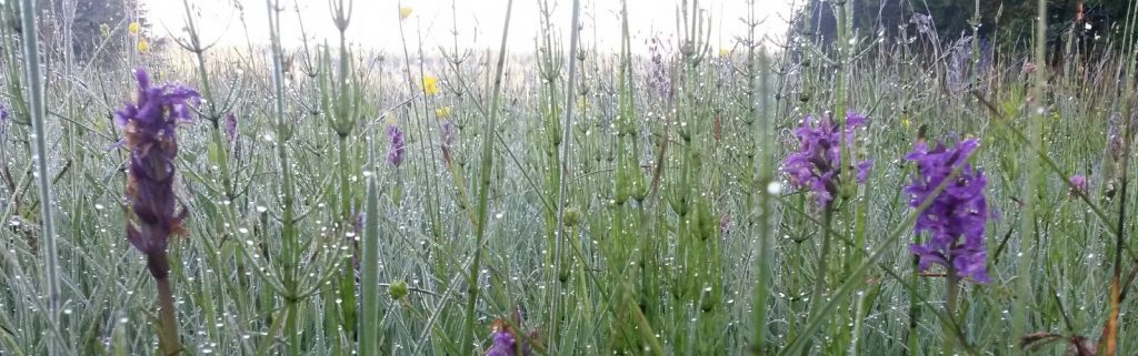 Feuchtwiese mit Orchideen ©Wildland-Stiftung Bayern