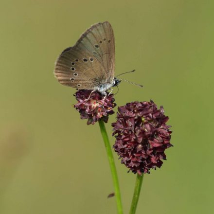 Dunkler Wiesenknopf-Ameisenbläuling © K-Reitmeier/piclease