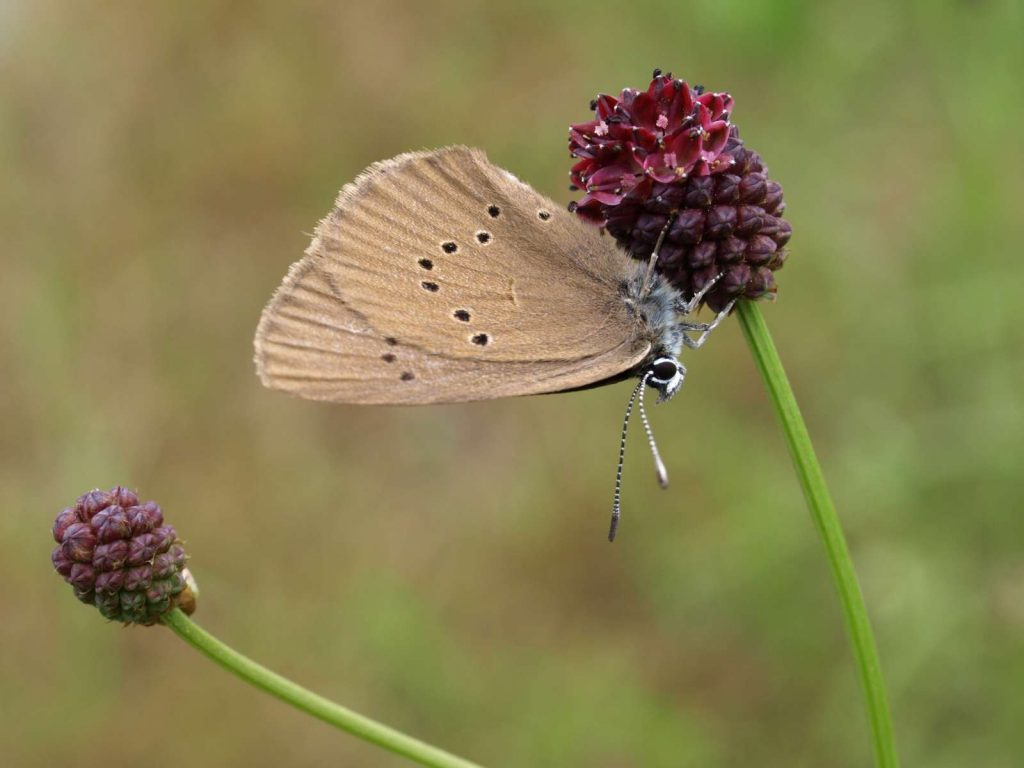 Dunkler Wiesenknopf-Ameisenbläuling © K-Reitmeier/piclease