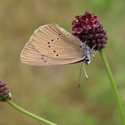 Dunkler Wiesenknopf-Ameisenbläuling © K-Reitmeier/piclease