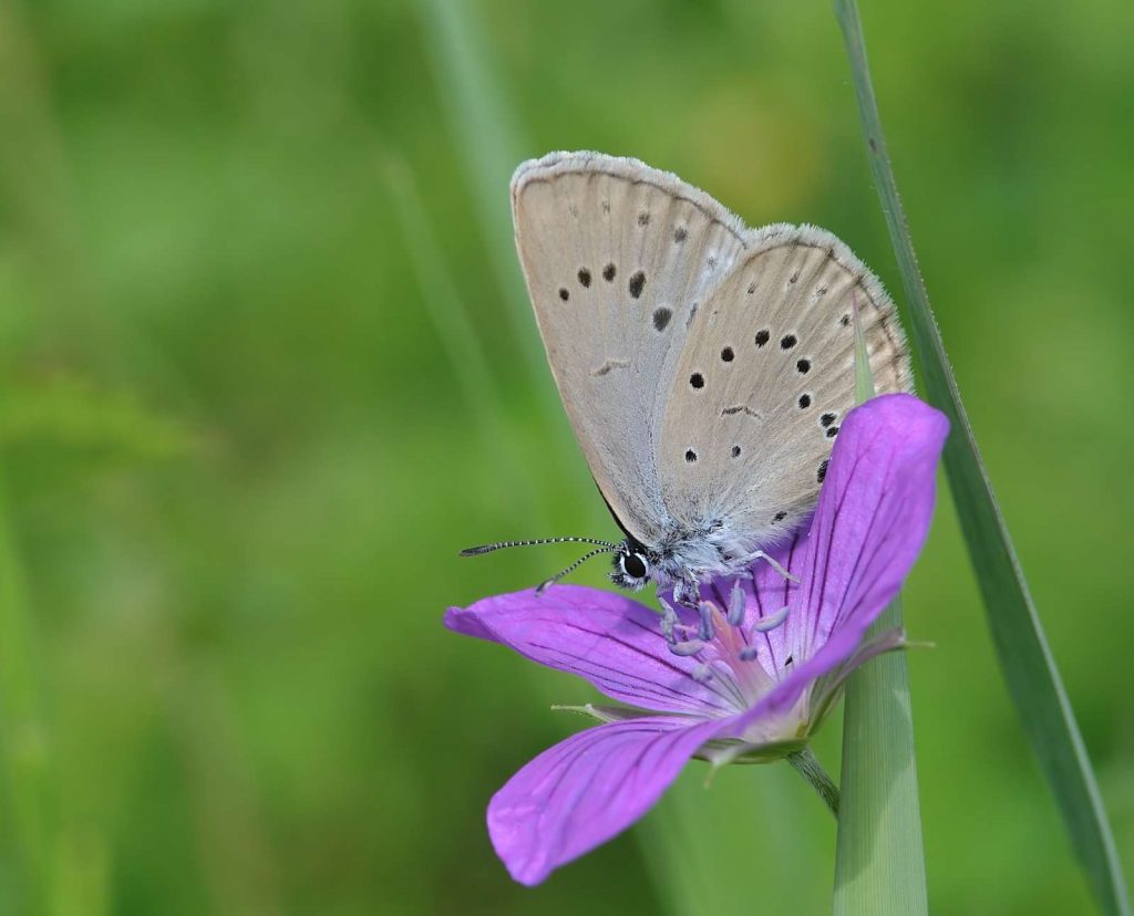 Heller Wiesenknopf-Ameisenbläuling © E. Dallmeyer/piclease