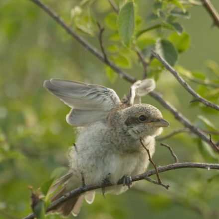 Neuntöter Jungvogel, ©R. Kaminsky/Piclease