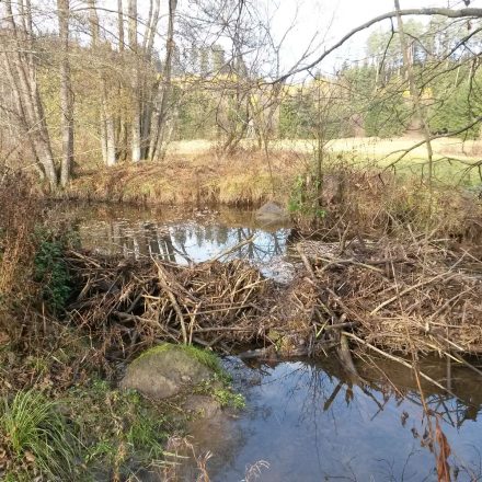 Gernbach mit Biberanstau©Wildland-Stiftung Bayern