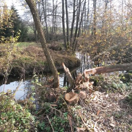 Biberaktivität am Gernbach©Wildland-Stiftung Bayern