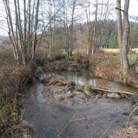 Gernbach©Wildland-Stiftung Bayern