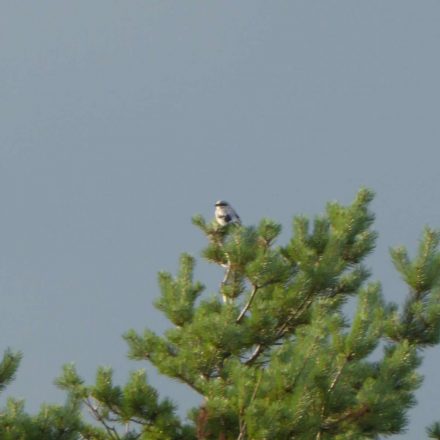 Raubwürger©Wildland-Stiftung Bayern