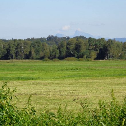 Haarmoos mit Schafberg©S.Holzner