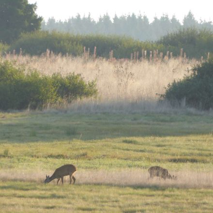 Am Zählmorgen©Wildland-Stiftung Bayern