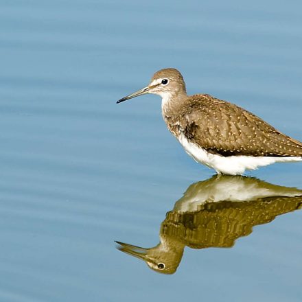 Waldwasserläufer©T.Grunwald_piclease