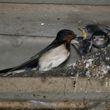 Rauchschwalben. Foto: H. J. Fünfstück